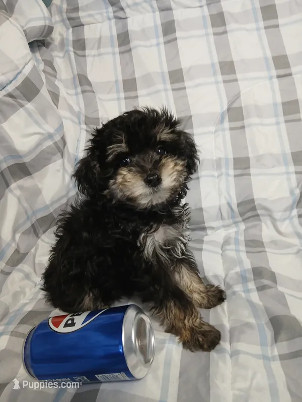 Scamper  – Miniature Schnauzer, Maltipoo puppy for sale in Van Buren, AR