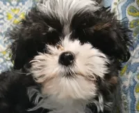 Trevor, a male Yorkipoo and Miniature Australian Shepherd for sale in Van Buren, AR – 6 of 9