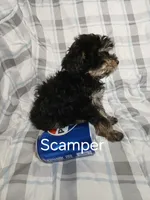 Scamper , a male Miniature Schnauzer and Maltipoo for sale in Van Buren, AR – 6 of 9