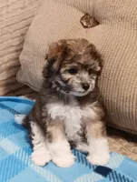 Tator, a male Miniature Schnauzer and Yorkipoo for sale in Van Buren, AR – 6 of 6