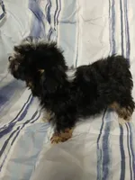Travis , a male Yorkipoo for sale in Van Buren, AR – 5 of 10