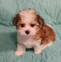 Sawyer, a male Miniature Schnauzer and Yorkipoo for sale in Van Buren, AR – 4 of 6