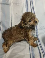 Peanut  AKA  "Loverboy", a male Miniature Schnauzer and Maltipoo for sale in Van Buren, AR – 6 of 9