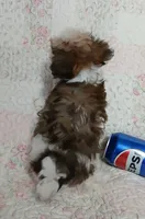 Cookie on hold for Clarke and Natalie , a female Miniature Schnauzer and Yorkipoo for sale in Van Buren, AR – 4 of 8
