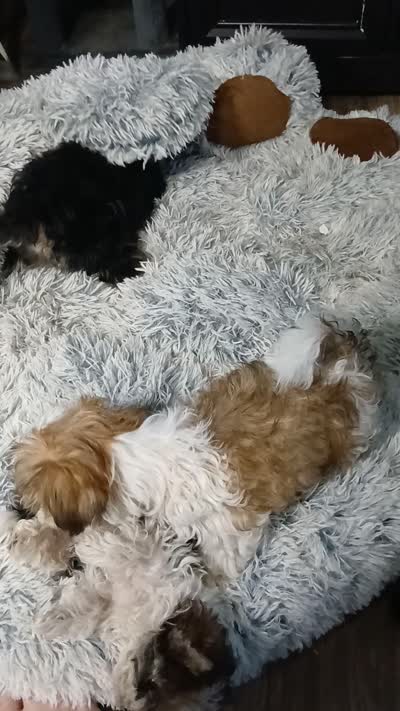 Dolly - holding for Audette, a female Miniature Schnauzer and Maltipoo for sale in Van Buren, AR – 9 of 9
