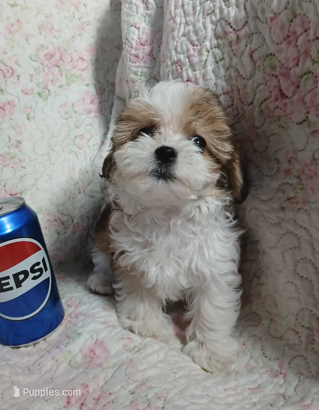 Dolly  – Miniature Schnauzer, Maltipoo puppy for sale in Van Buren, AR