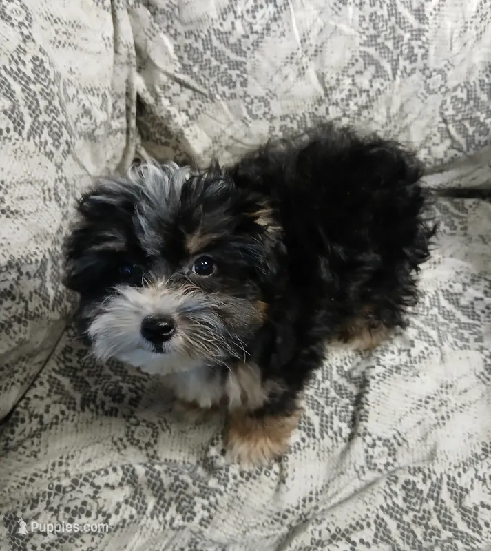 Travis  – Yorkipoo, Miniature Australian Shepherd puppy for sale in Van Buren, AR