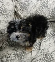 Travis , a male Yorkipoo and Miniature Australian Shepherd for sale in Van Buren, AR – 4 of 9
