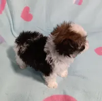 Tinker"personality"belle, a female Miniature Schnauzer and Maltipoo for sale in Van Buren, AR – 7 of 7