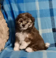 Tator, a male Miniature Schnauzer and Yorkipoo for sale in Van Buren, AR – 5 of 6