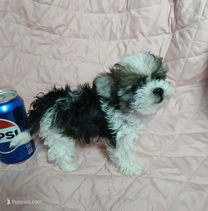 Tinker"personality"belle – Miniature Schnauzer, Maltipoo puppy for sale in Van Buren, AR