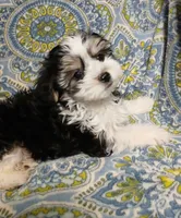 Traveler - holding for Tara, a male Miniature Schnauzer and Maltipoo for sale in Van Buren, AR – 4 of 8