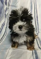 Travis , a male Yorkipoo for sale in Van Buren, AR – 3 of 10
