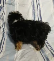 Travis , a male Yorkipoo for sale in Van Buren, AR – 7 of 10