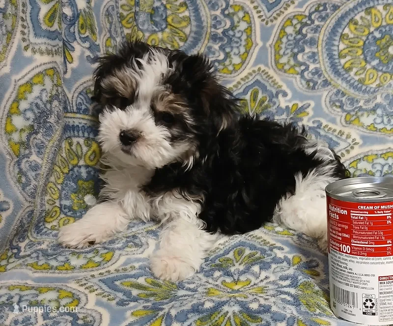 Traveler  – Miniature Schnauzer, Maltipoo puppy for sale in Van Buren, AR