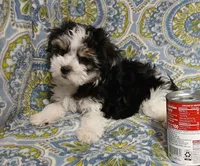 Traveler - holding for Tara, a male Miniature Schnauzer and Maltipoo for sale in Van Buren, AR – 6 of 8
