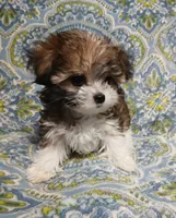 Trinket - holding for Amanda, a female Miniature Schnauzer and Yorkipoo for sale in Van Buren, AR – 8 of 8