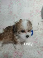 Dolly - holding for Annabelle, a female Miniature Schnauzer and Maltipoo for sale in Van Buren, AR – 5 of 10