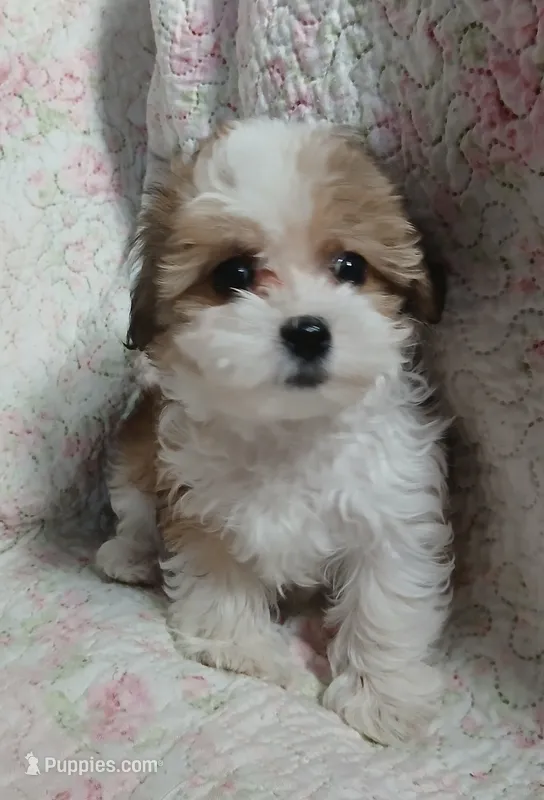 Dolly  – Miniature Schnauzer, Maltipoo puppy for sale in Van Buren, AR