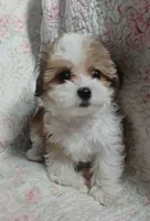 Dolly - holding for Annabelle, a female Miniature Schnauzer and Maltipoo for sale in Van Buren, AR – 9 of 10