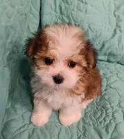 Sawyer, a male Miniature Schnauzer and Yorkipoo for sale in Van Buren, AR – 6 of 6