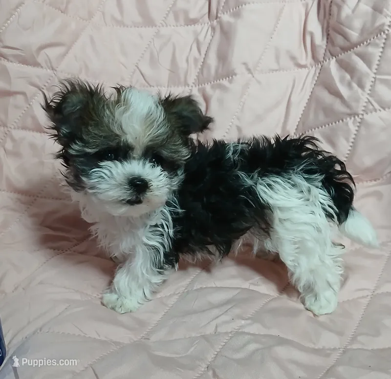 Tinker"personality"belle – Miniature Schnauzer, Maltipoo puppy for sale in Van Buren, AR