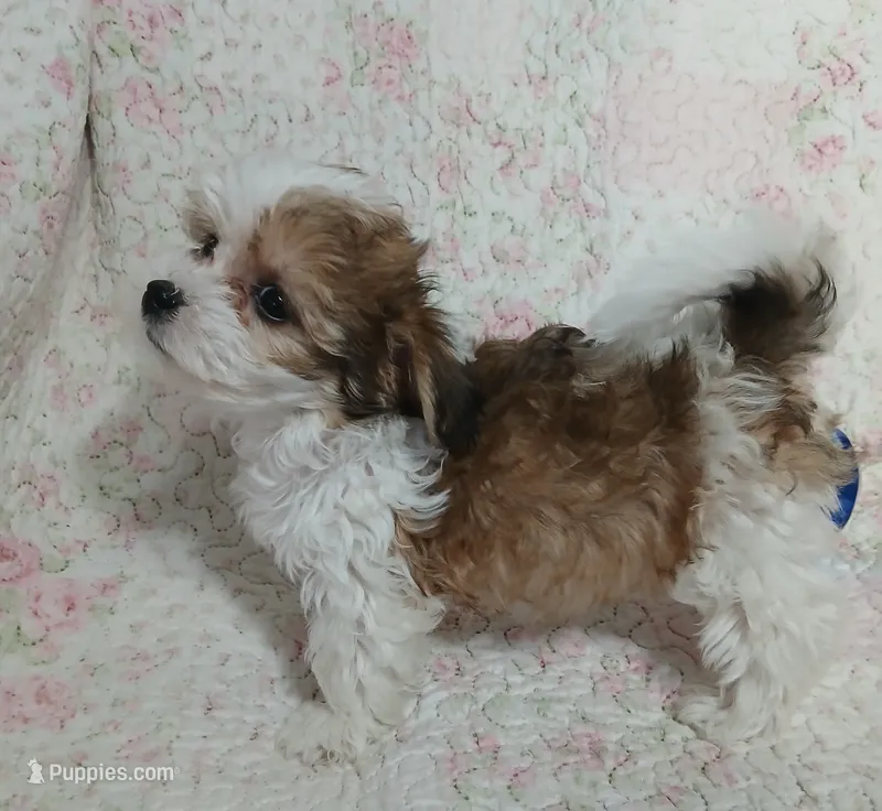 Dolly – Miniature Schnauzer, Maltipoo puppy for sale in Van Buren, AR