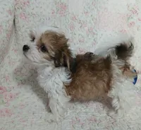 Dolly - holding for Annabelle, a female Miniature Schnauzer and Maltipoo for sale in Van Buren, AR – 2 of 10