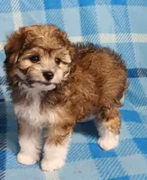 Tator, a male Miniature Schnauzer and Yorkipoo for sale in Van Buren, AR – 4 of 6