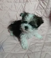 Tinker"personality"belle, a female Miniature Schnauzer and Maltipoo for sale in Van Buren, AR – 6 of 8