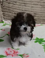 Trinket, a female Miniature Schnauzer and Yorkipoo for sale in Van Buren, AR – 3 of 8