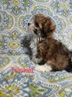 Trinket - holding for Amanda, a female Miniature Schnauzer and Yorkipoo for sale in Van Buren, AR – 7 of 8