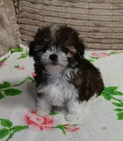 Trinket, a female Miniature Schnauzer and Yorkipoo for sale in Van Buren, AR – 5 of 8