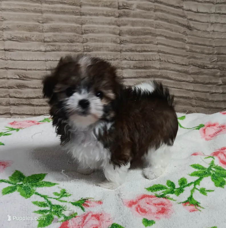 Trinket – Miniature Schnauzer, Yorkipoo puppy for sale in Van Buren, AR
