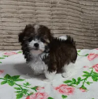 Trinket, a female Miniature Schnauzer and Yorkipoo for sale in Van Buren, AR – 1 of 8