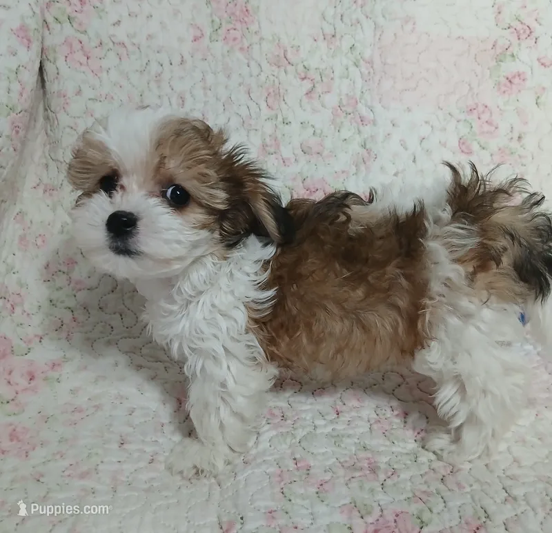 Dolly – Miniature Schnauzer, Maltipoo puppy for sale in Van Buren, AR