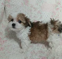 Dolly - holding for Annabelle, a female Miniature Schnauzer and Maltipoo for sale in Van Buren, AR – 1 of 10