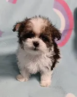 Tinker"personality"belle, a female Miniature Schnauzer and Maltipoo for sale in Van Buren, AR – 5 of 7