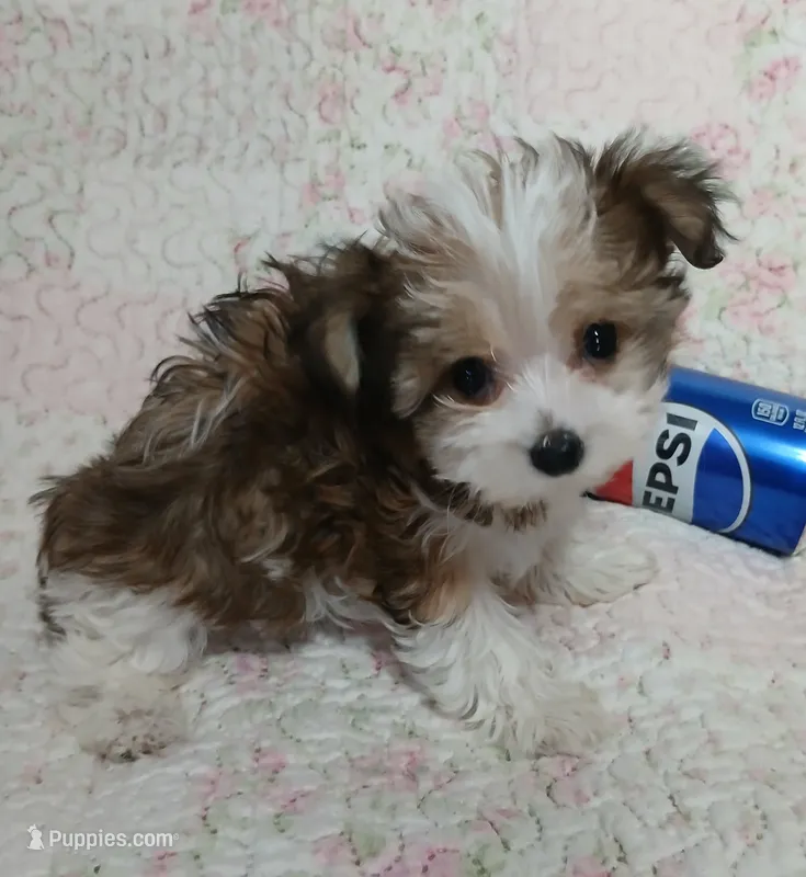 Cookie – Miniature Schnauzer, Yorkipoo puppy for sale in Van Buren, AR