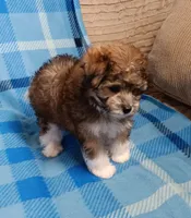 Tator, a male Miniature Schnauzer and Yorkipoo for sale in Van Buren, AR – 2 of 6