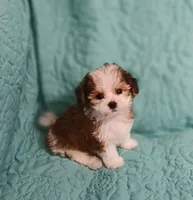 Sawyer, a male Miniature Schnauzer and Yorkipoo for sale in Van Buren, AR – 1 of 6
