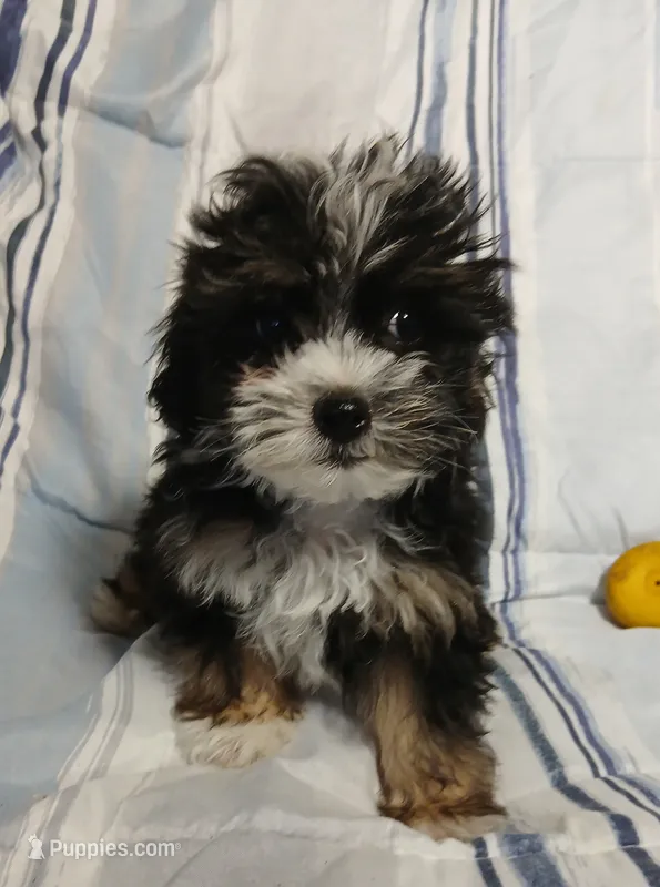 Travis  – Yorkipoo puppy for sale in Van Buren, AR