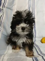 Travis , a male Yorkipoo for sale in Van Buren, AR – 2 of 10