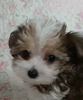 Cookie on hold for Clarke and Natalie , a female Miniature Schnauzer and Yorkipoo for sale in Van Buren, AR – 7 of 8