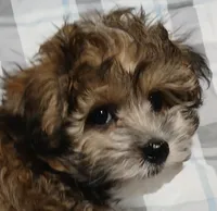 Tator - holding for Eddie and Barbara Carpenter , a male Miniature Schnauzer and Yorkipoo for sale in Van Buren, AR – 8 of 9