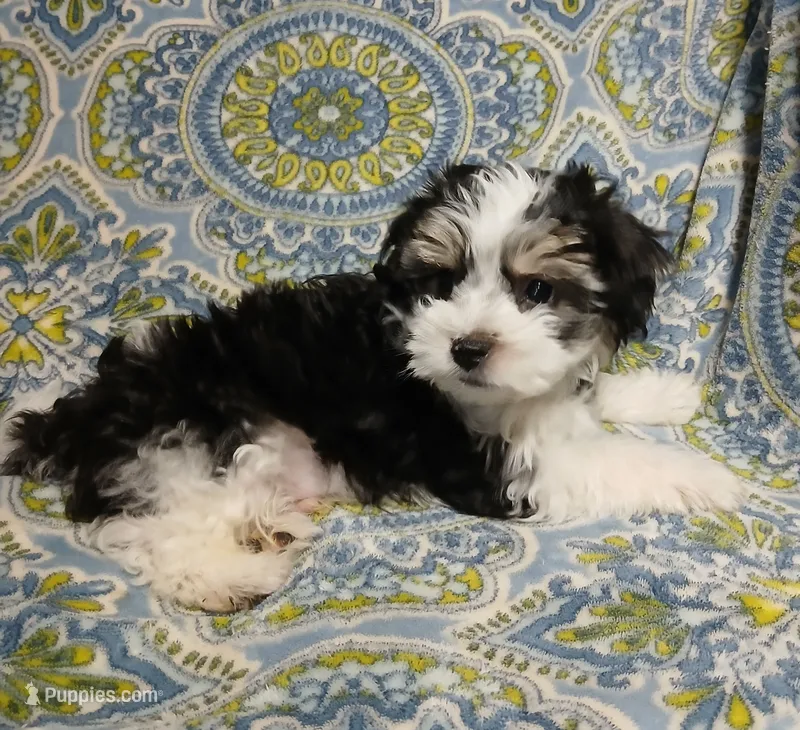 Traveler  – Miniature Schnauzer, Maltipoo puppy for sale in Van Buren, AR