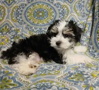 Traveler - holding for Tara, a male Miniature Schnauzer and Maltipoo for sale in Van Buren, AR – 3 of 8