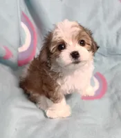 Dolly, a female Miniature Schnauzer and Maltipoo for sale in Van Buren, AR – 6 of 8