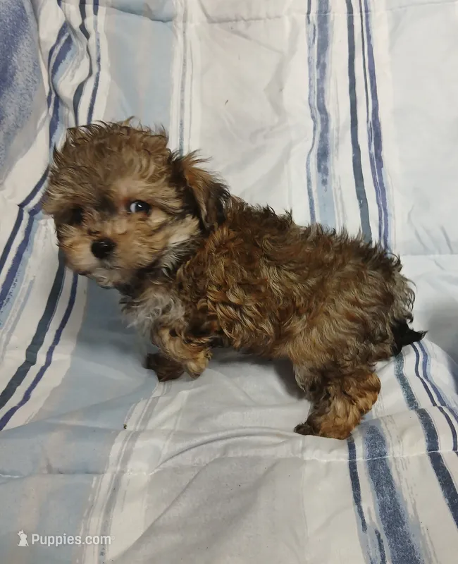 Peanut  AKA  "Loverboy" – Miniature Schnauzer, Maltipoo puppy for sale in Van Buren, AR