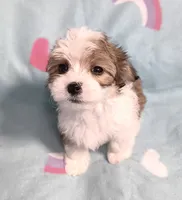 Dolly, a female Miniature Schnauzer and Maltipoo for sale in Van Buren, AR – 3 of 8